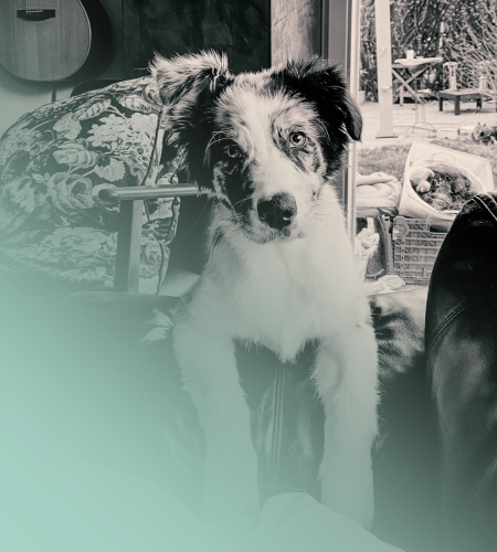 Hier ist ein dunkel-merle Aussie - Border Collie-Mix - Lucky auf einem schwarzen Ledersofa zu sehen. Er ist als Good Vibes Officer der einzige fellige Mitarbeiter alias Hund von StudioX und sorgt stets für gute Laune bei der Arbeit.